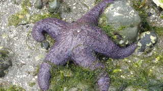 Facts The Purple Sea Star [upl. by Orth147]