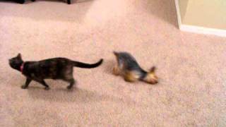 Toy Yorkie does hilarious 2 legged crawl after bath [upl. by Vanny898]