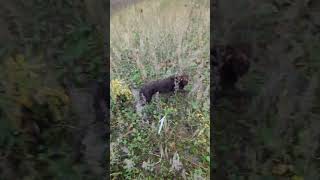 working cocker spaniel hunting cockerspainel cockerspanielworld dog workingdog gundog [upl. by Ecneret403]