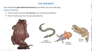 Vertebrados  anfibios y reptiles 1º ESO [upl. by Erolyat560]