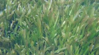 Swimming with Cichlids  Plant Beds at Kisambala Tanzania [upl. by Hardy]