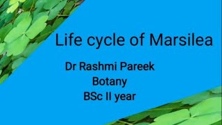 life cycle of Marsilea BSc II year [upl. by Sherrill]