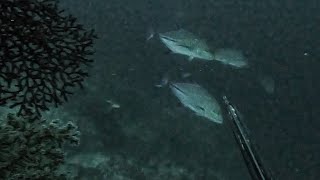 BIG BLUES HUNTED  ELUSIVE EMPEROR DOWNFAL  SPEARFISHING PHILIPPINES [upl. by Ahsiyt967]