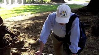 Chico State Campus Tree Tours [upl. by Eaver720]