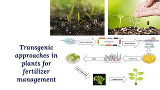 Transgenic approaches in plant for fertilizer management [upl. by Artnoed]