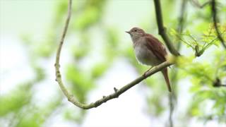 Vroege Vogels  Zingende nachtegaal [upl. by Accalia]