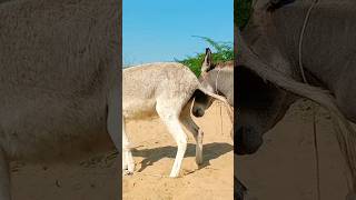 donkeys youtubeshorts virslshorts [upl. by Alboran117]