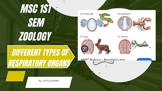 msc first semester zoology different types respiratory organs [upl. by Zellner]