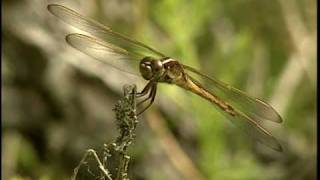 Dragonfly  National Park Animals for Kids [upl. by Orvan]