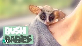 Adorable Bush Baby Compilation  Bush Babies as Pets [upl. by Azer]