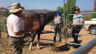 Rescuing Horses with Officer Middleton 782016 [upl. by Alurd8]