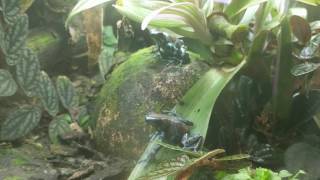 Dendrobates Auratus Super Blue Calling and other typical breeding behavior [upl. by Laurette]