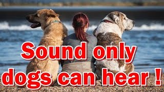 Sound only dogs can hear  Only Dogs Can Hear This Sound  Sounds only dog will hear soundfordogs [upl. by Ennovahc]