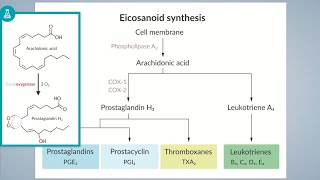 Eicosanoids Pathway  Prostanoids And Leukotrienes BioSynthesis Pathways [upl. by Mccallum]