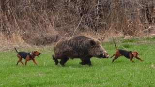 GIANT MONSTER Wild Boar Hunts GIGANTIC HOG Shots Brave Hunting Dogs hunting hog [upl. by Senecal]