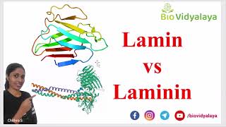 Lamin vs Laminin  Whats the difference  CELL BIOLOGY  CSIR NET Lifescience [upl. by Redan]