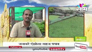 Green MossAjula manure can be used as cattle feed Dr Mahesh Ambhore [upl. by Rednaxela788]