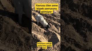 Yavrusu ölen anne köpek çaresizlik içinde kendi bebeğini toprağa gömüyor duygusal video izleyin [upl. by Vod716]