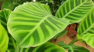 How to save CalatheaA complete Care guideNow I know how to save it [upl. by Reynard293]