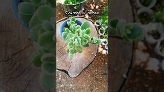 Cotyledon tomentosa كيف how to [upl. by Eisus]