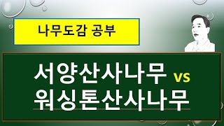 서양산사나무의 특징  서양산사나무 vs 워싱톤산사나무 vs 단자산사나무 vs 펜타기나산사나무 vs 산사나무 [upl. by Kosaka537]