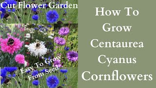 How To Grow Cornflowers  Centaurea Cyanus  Bachelors Buttons Cut Flower Garden [upl. by Solakcin959]