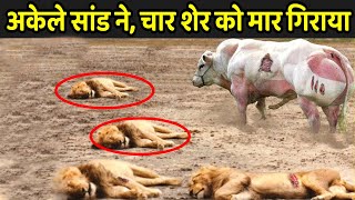 अकेले सांड ने चार शेर को मार गिराया  Wild Animals Fight In Hindi  Jungle Inside [upl. by Salba]