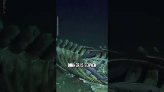 Whale Carcass Discovered On Ocean Floor 😲🐋 [upl. by Mellie485]