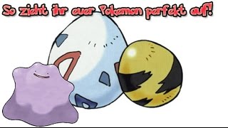 Pokemon Tactical Guide  Grundkurs 1 Pokemon züchten für perfekte DV und EV Deutsch [upl. by Nehr206]