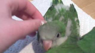 Baby Quaker Parrots 112709 [upl. by Asila]