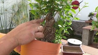 Cómo hacer Bonsai low cost [upl. by Ykvir]