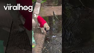 Brave Jungle Pug Falls In Mud  ViralHog [upl. by Cherri]