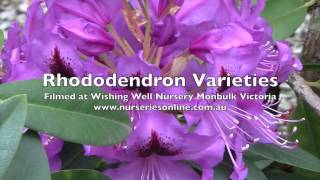 How to Grow Rhododendrons  Varieties and General Care [upl. by Pirozzo]