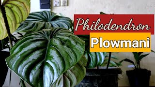 Philodendron Plowmanii [upl. by Dublin99]