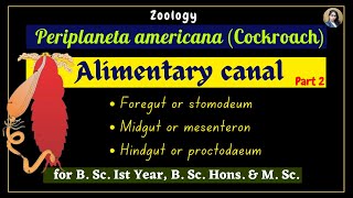 Periplaneta americana cockroach  Alimentary Canal  Part 2  Zoology  B Sc Ist Year [upl. by Zusman]