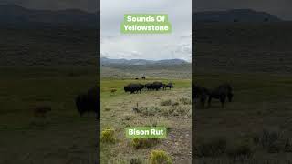 The Incredible Sounds Of Yellowstone National Park yellowstone [upl. by Edrock92]