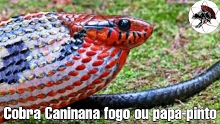 Cobra Caninana fogo a cobra mais bonita do mundo  Biólogo Henrique o Biólogo das Cobras [upl. by Erodavlas850]