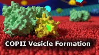 COPII Vesicle Formation [upl. by Krauss600]