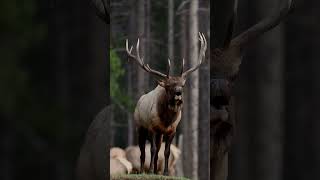 Bull Elk bugle in Banff National Park [upl. by Primaveras]