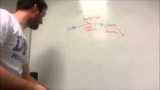 The TCA Cycle Made Easy [upl. by Notloc960]