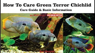 How to care green terror chichlid amp basic info Hindi Urdu w English sub [upl. by Junieta143]