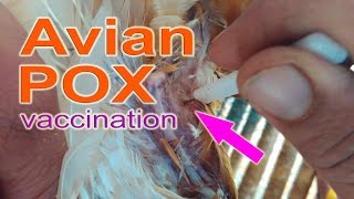 Administering FOWL POX Vaccine in Chickens Avian Pox Vaccine poultry farming chicken farming [upl. by Giamo]