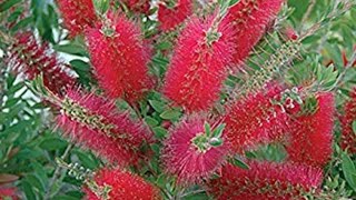 How to take care of bottlebrush tree [upl. by Aicillyhp235]