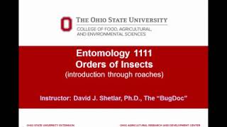 Entomology 1111  2018  Lecture 06  Introduction to the Hexapoda insects  part 1 [upl. by Nathanael833]