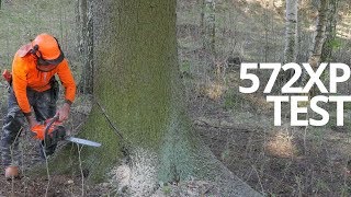 First Review  Husky 572XP Chainsaw In Tough Forest [upl. by Segal]