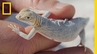 Why These Cute Little Lizards Are Changing Colors to Survive  National Geographic [upl. by Irpak479]