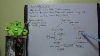 MBIO background Info  Glyoxylate cycle [upl. by Cutlerr]