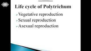 polytrichum reproductiongametophyte ch6bryophytes botanyBsc [upl. by Jary]