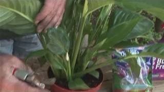 How To Grow A Peace Lilly [upl. by Noryv]