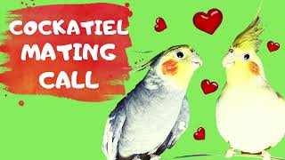 Sounds for cockatiel to trigger mating Mating Call [upl. by Sokcin]